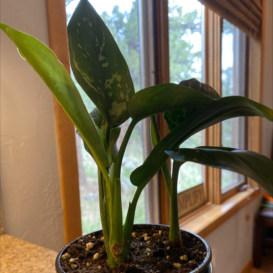 Potted Aglaonema 'Emerald Beauty' plant indoors near a window with visible soil.