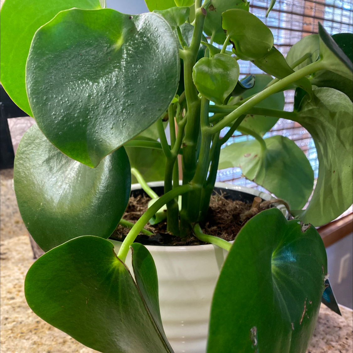 Raindrop Peperomia plant in a white pot with mostly healthy green leaves.