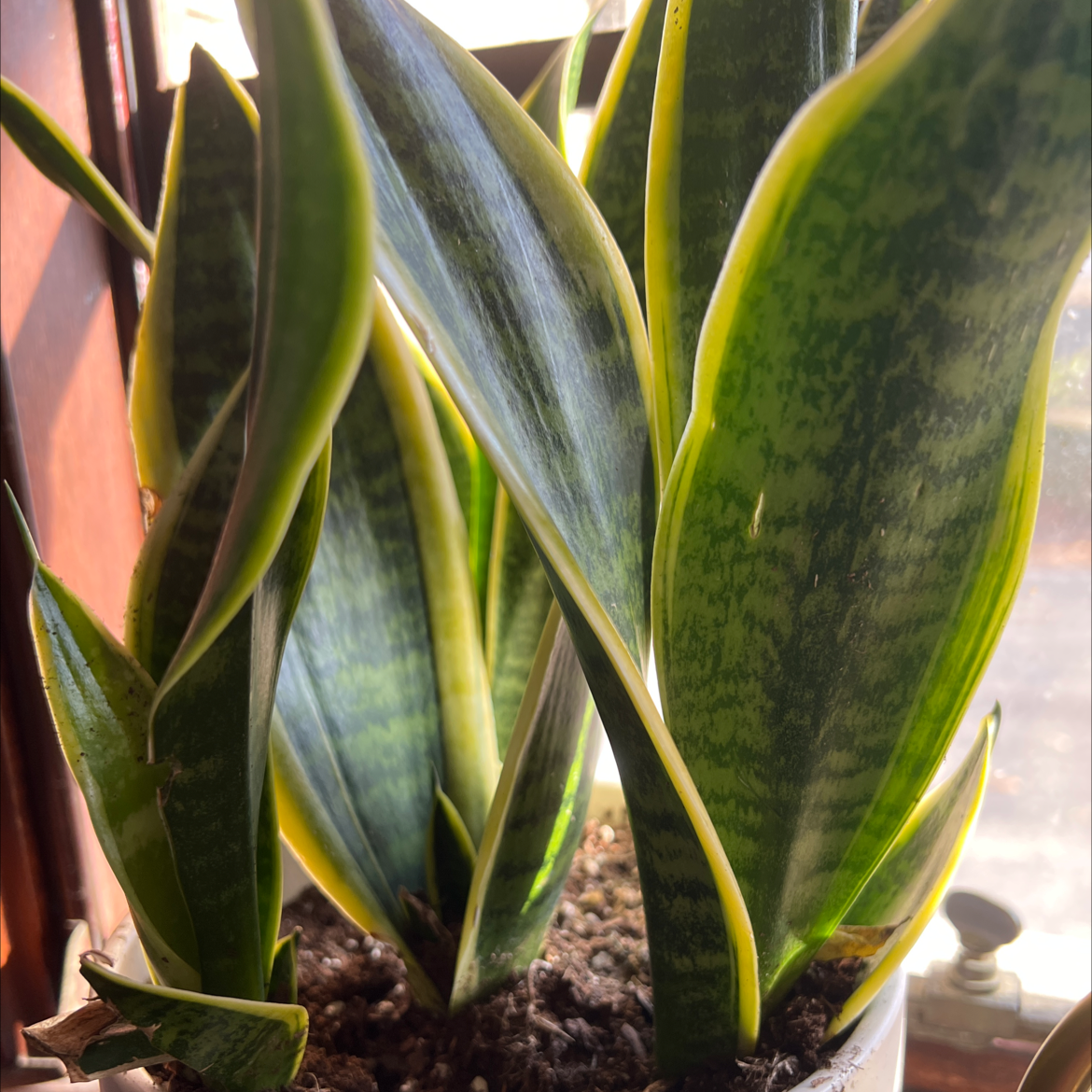 Snake Plant plant photo by @julierosealex named Dracmorda on Greg, the plant care app.