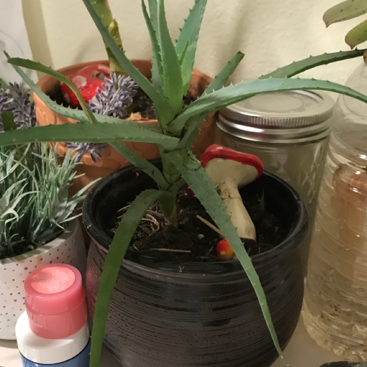 Aloe vera plant photo by @Skpl9ntl0ver named Ally on Greg, the plant care app.