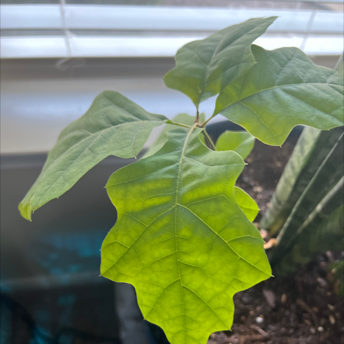 Northern Red Oak plant with some yellowing leaves in a pot with visible soil.