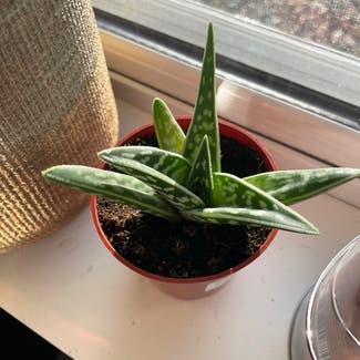 Aloe vera plant in Mankato, Minnesota