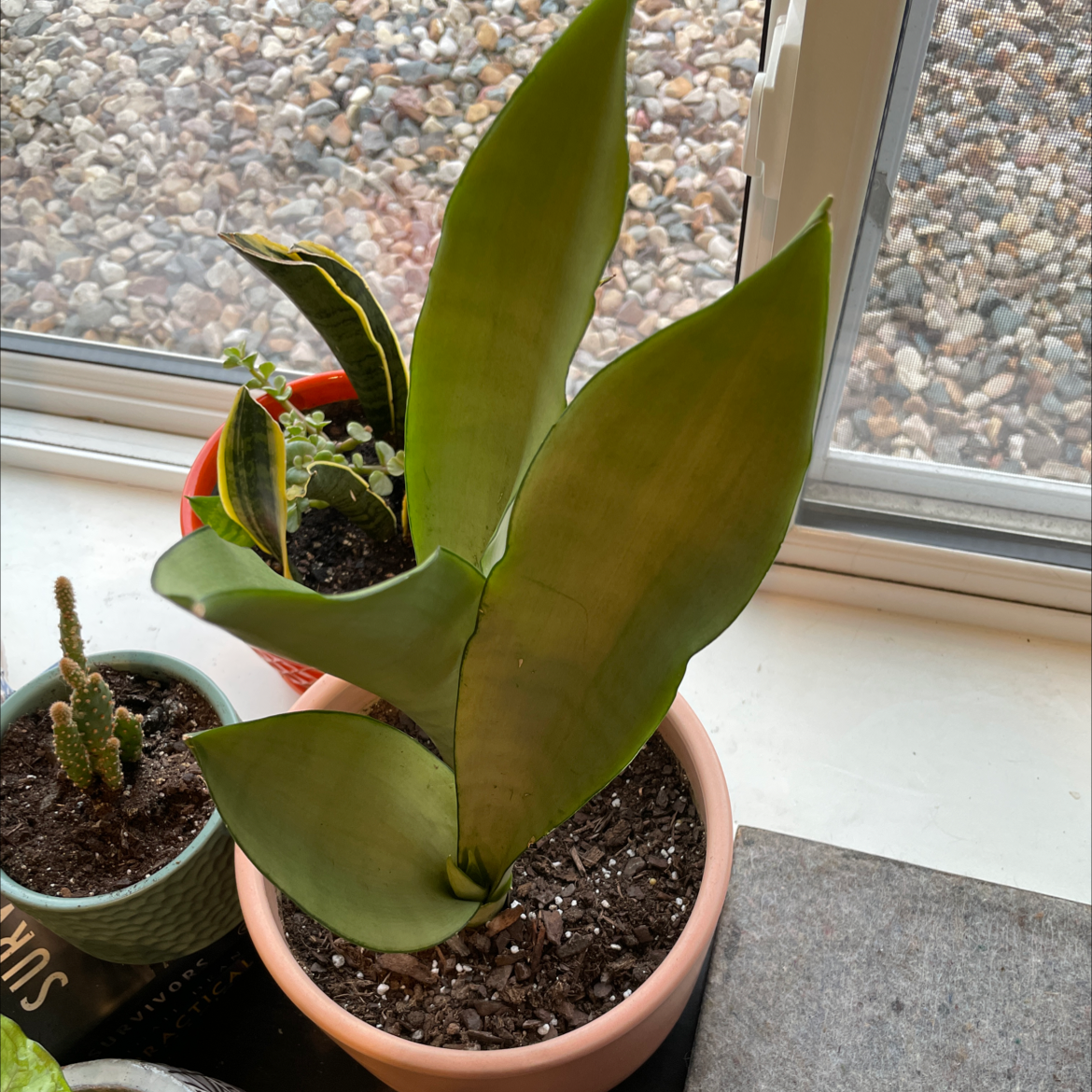 Silver Snake Plant plant photo by @CreepingIvy named Agatha on Greg, the plant care app.