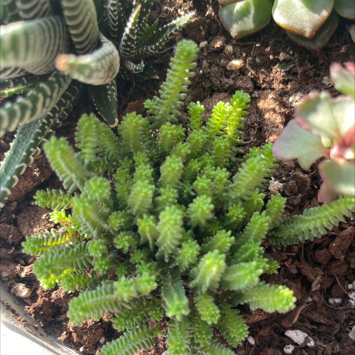 Healthy Tasteless Stonecrop plant with green leaves, visible soil, and multiple plants in the frame.