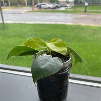 Heartleaf Philodendron plant in Mankato, Minnesota