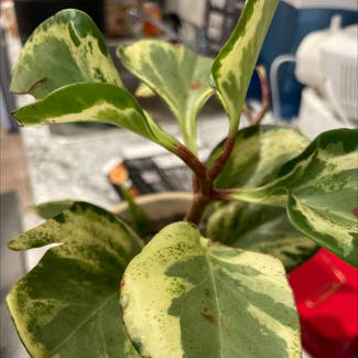 Variegated Baby Rubber Plant plant in Mankato, Minnesota