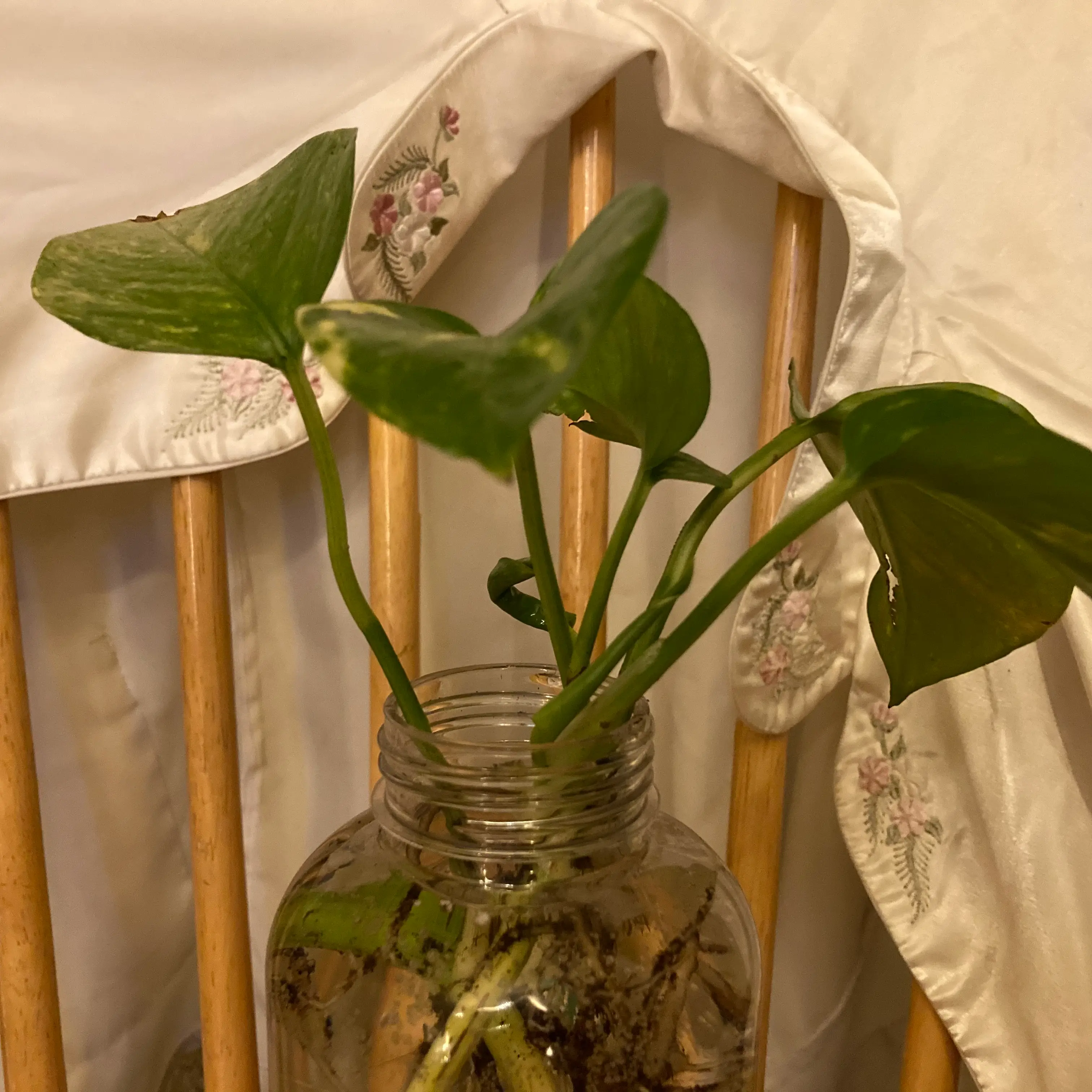 Taro Vine plant photo by @Fogsbreath named Ebe on Greg, the plant care app.