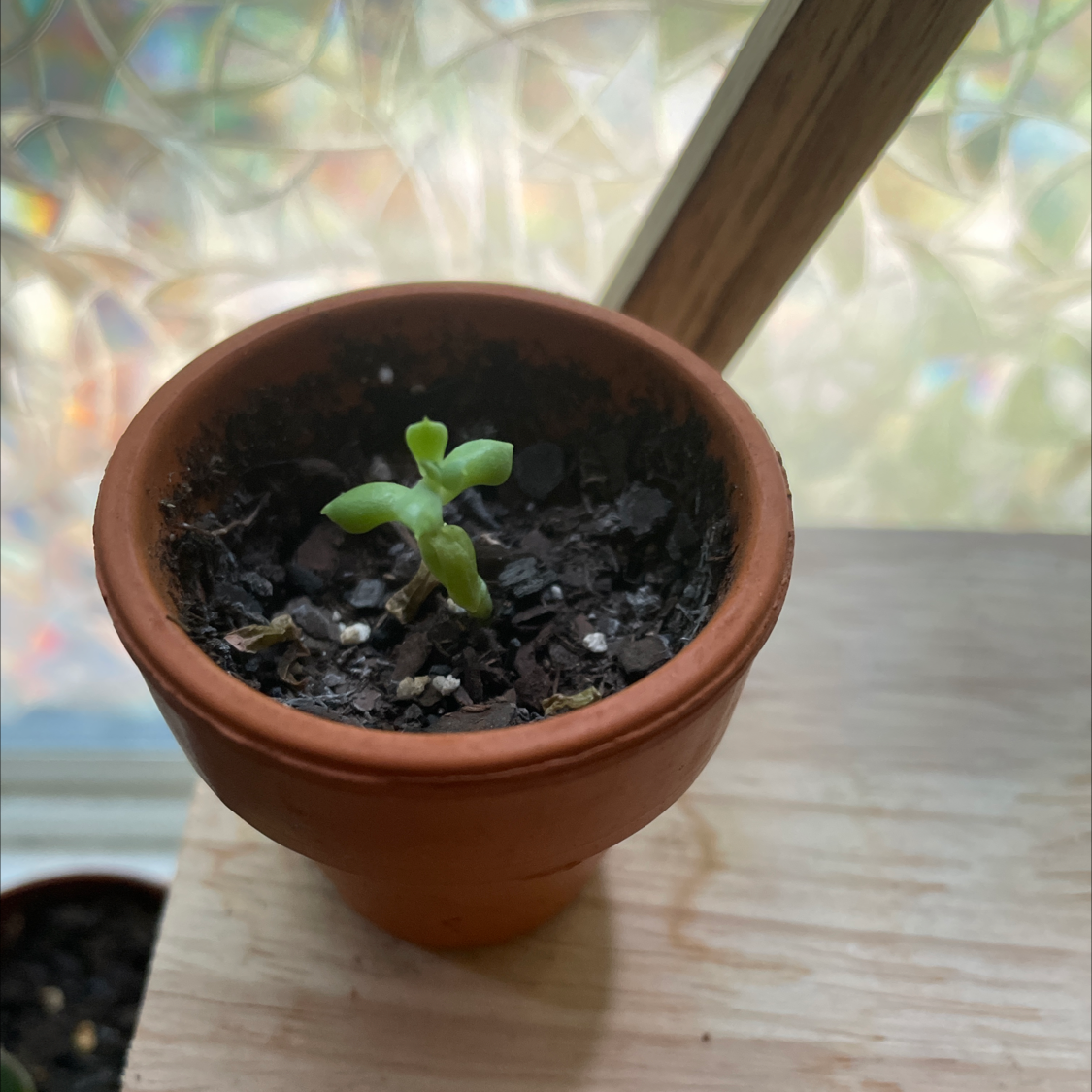 Young Echeveria 'Topsy Turvy' plant in a terracotta pot on a wooden surface.