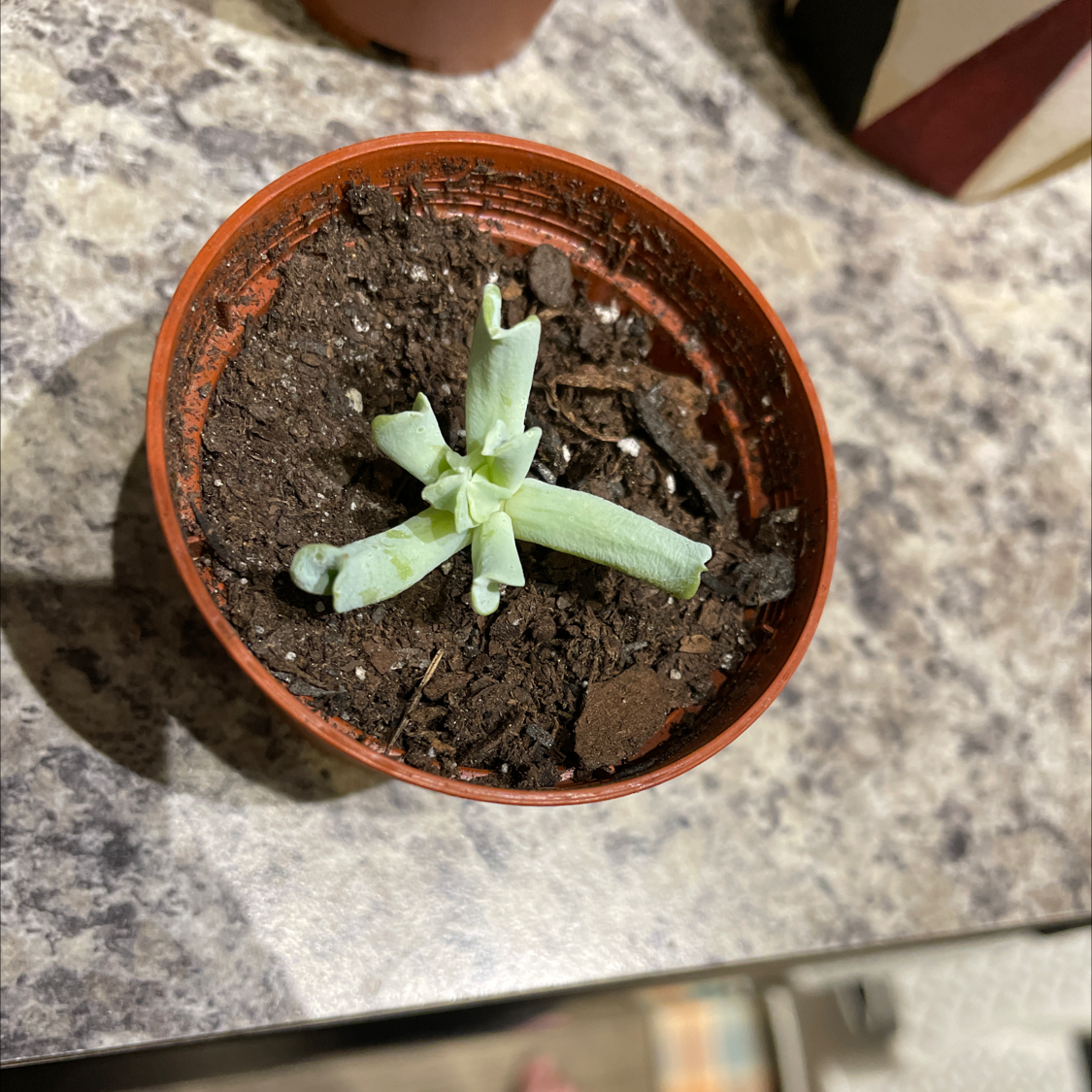 Echeveria 'Topsy Turvy' plant in a pot with visible soil, early growth stage.
