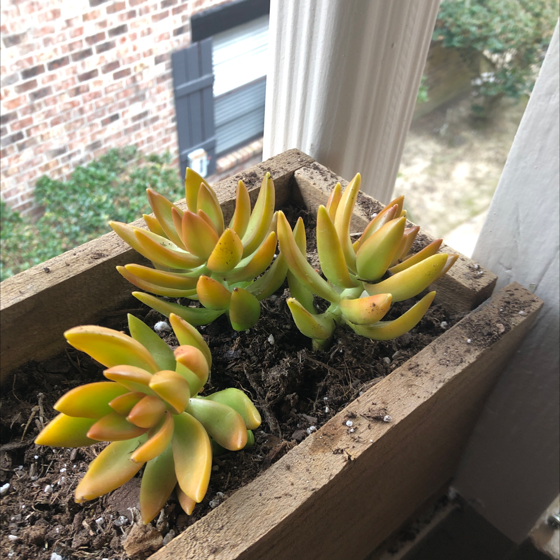 Sedum adolphi 'Golden Glow' plant in a wooden planter with healthy yellow-green leaves.