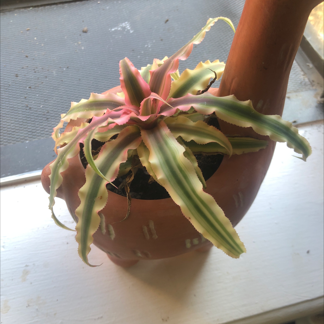 Earth Stars plant with green and pink striped leaves in a decorative pot on a windowsill.