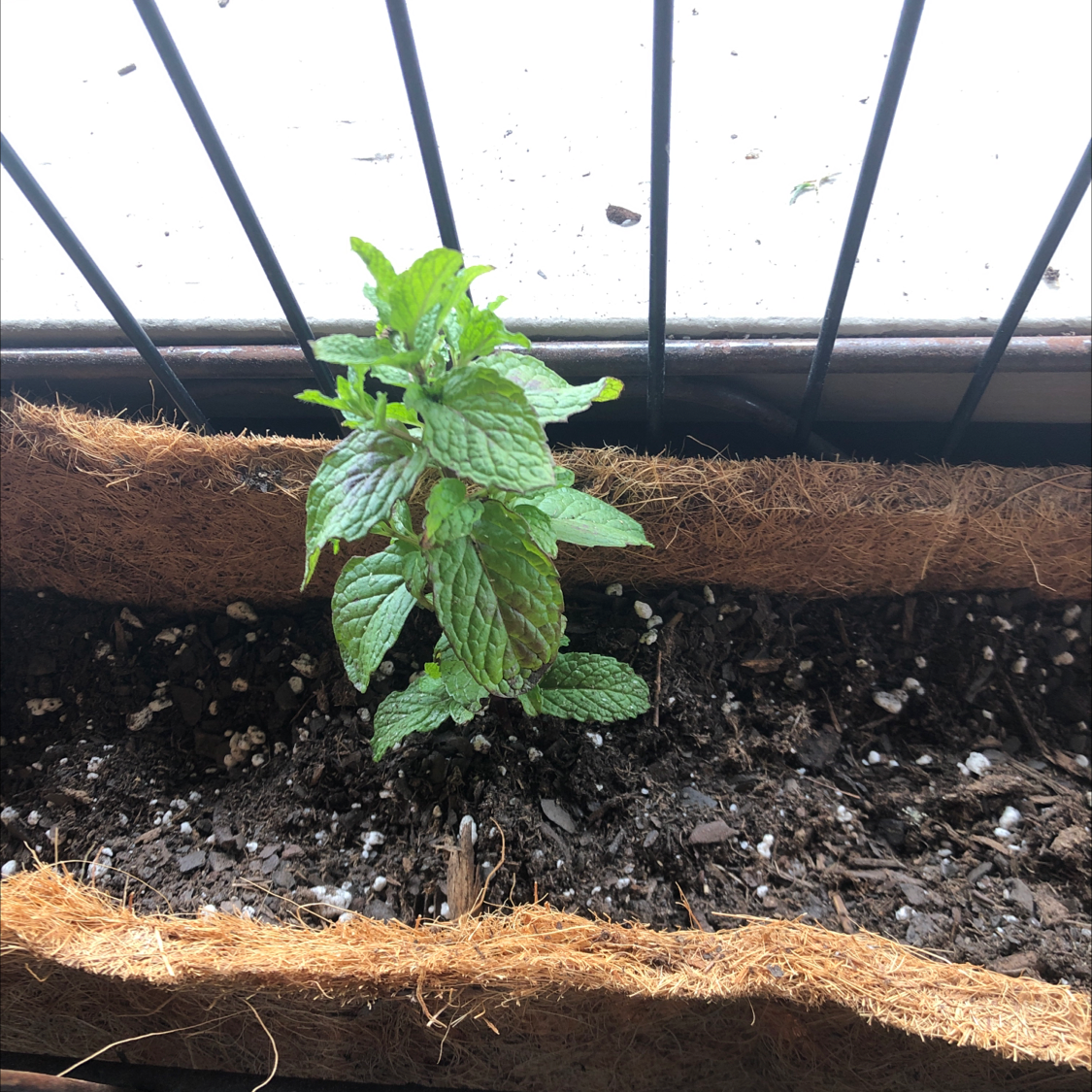 Healthy peppermint plant in a container with visible soil.