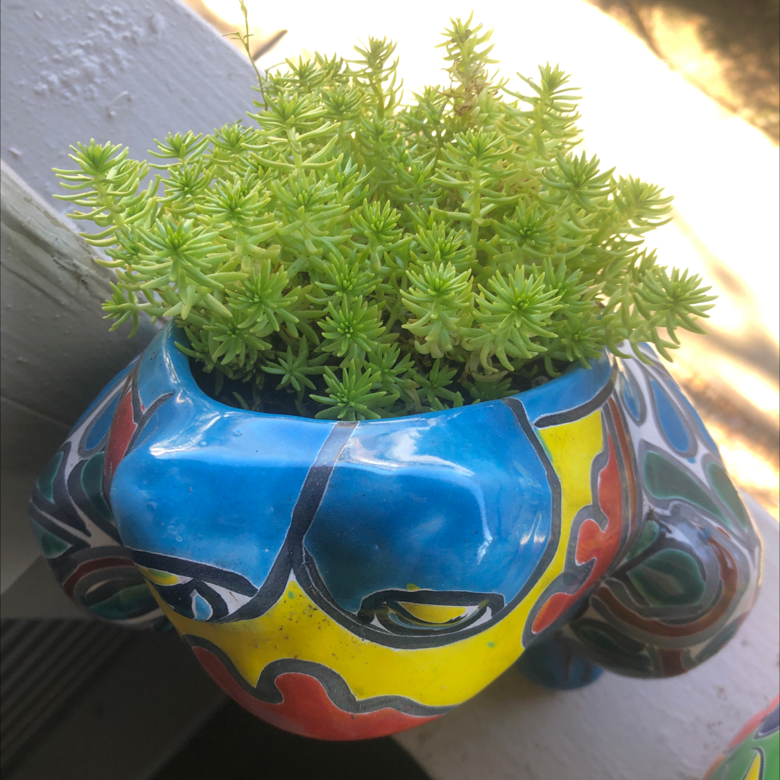 Jenny's Stonecrop plant in a colorful, decorative pot, appearing healthy and vibrant.