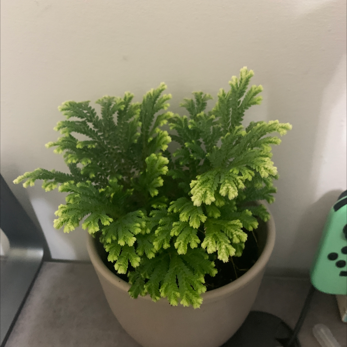 Club Moss plant photo by @FonzuCat named Kaitlyn on Greg, the plant care app.