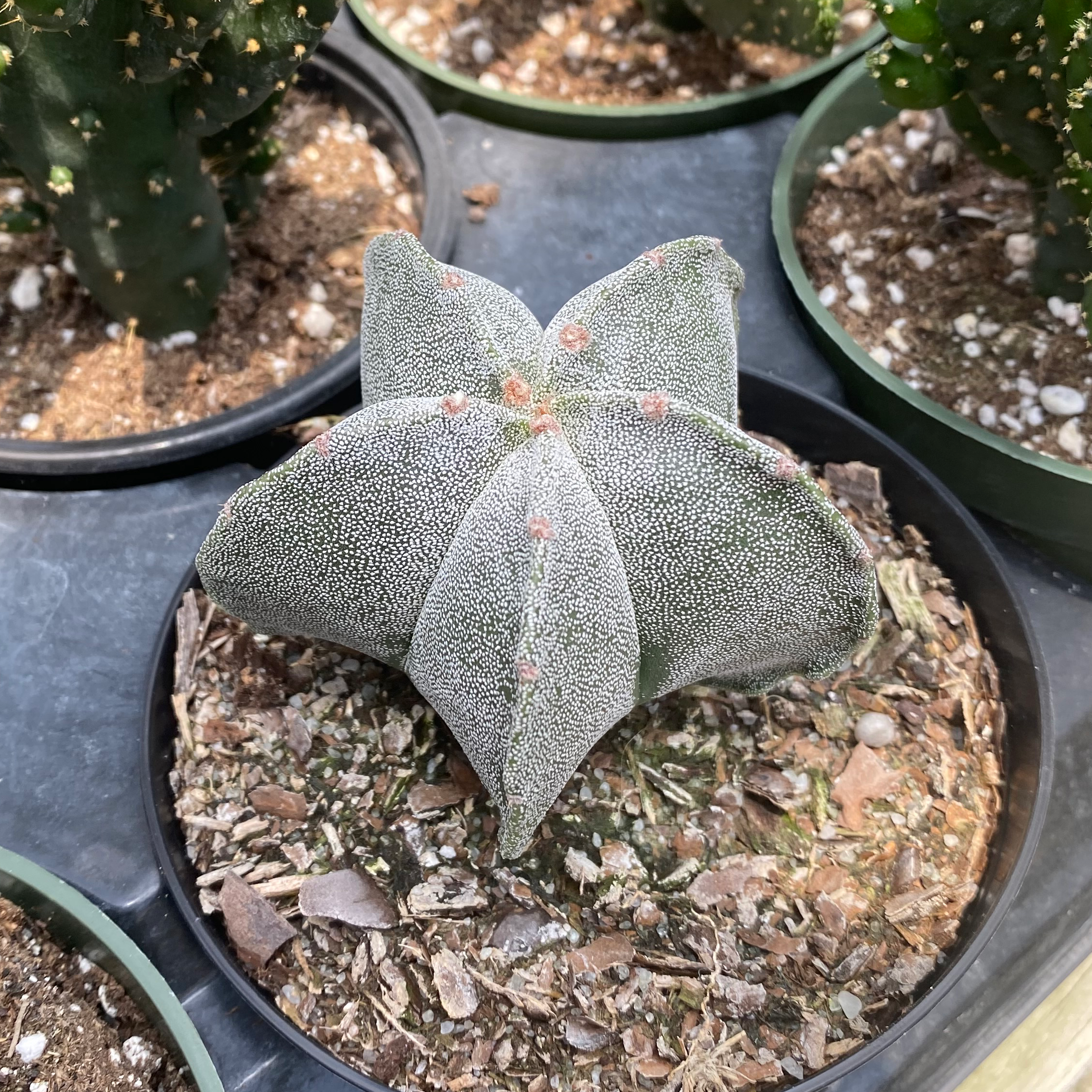 Bishop's Cap Cactus in a pot with visible soil and other cacti in the background.
