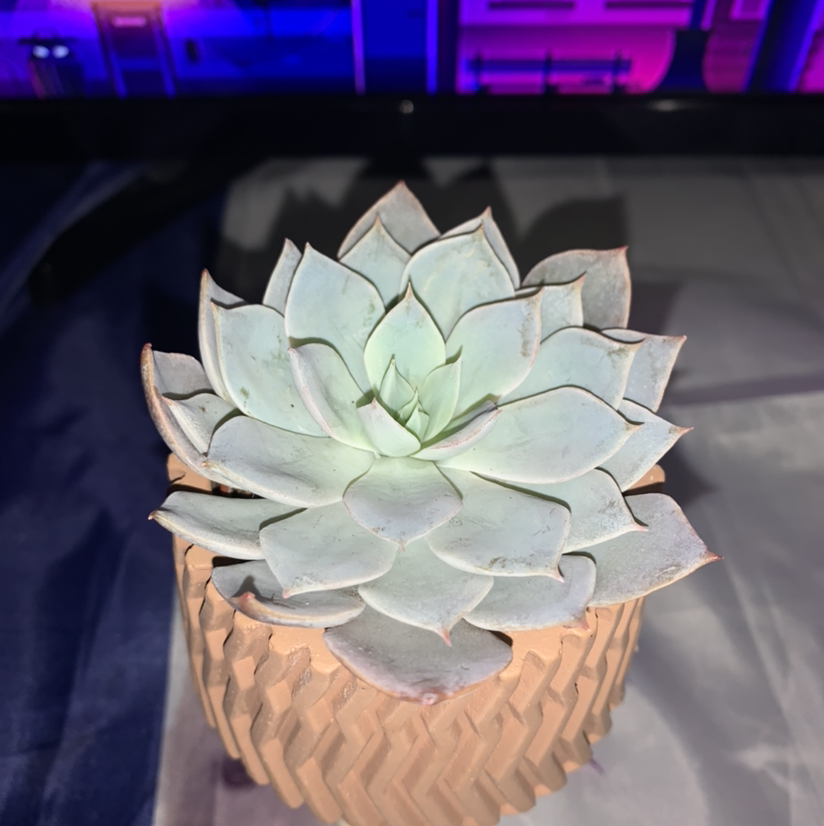 Echeveria colorata succulent in a decorative pot, appears healthy.