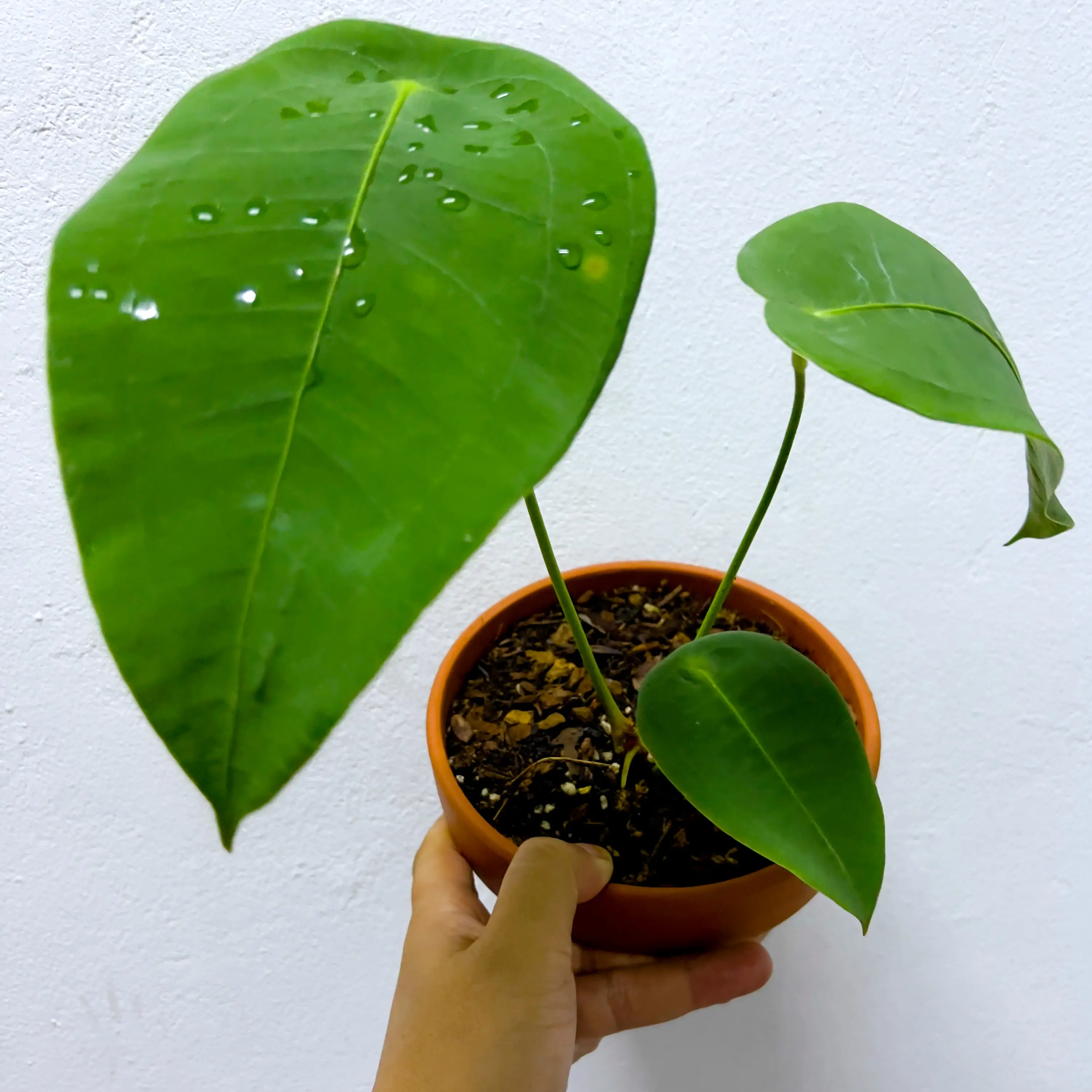 Anthurium forgetii plant with three large green leaves in a pot, held by a hand.