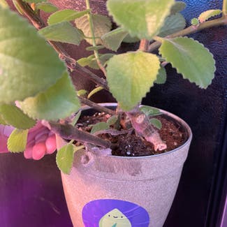 Mexican Mint plant in New York, New York