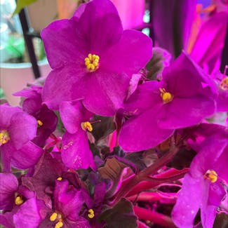 Kenyan Violet plant in New York, New York