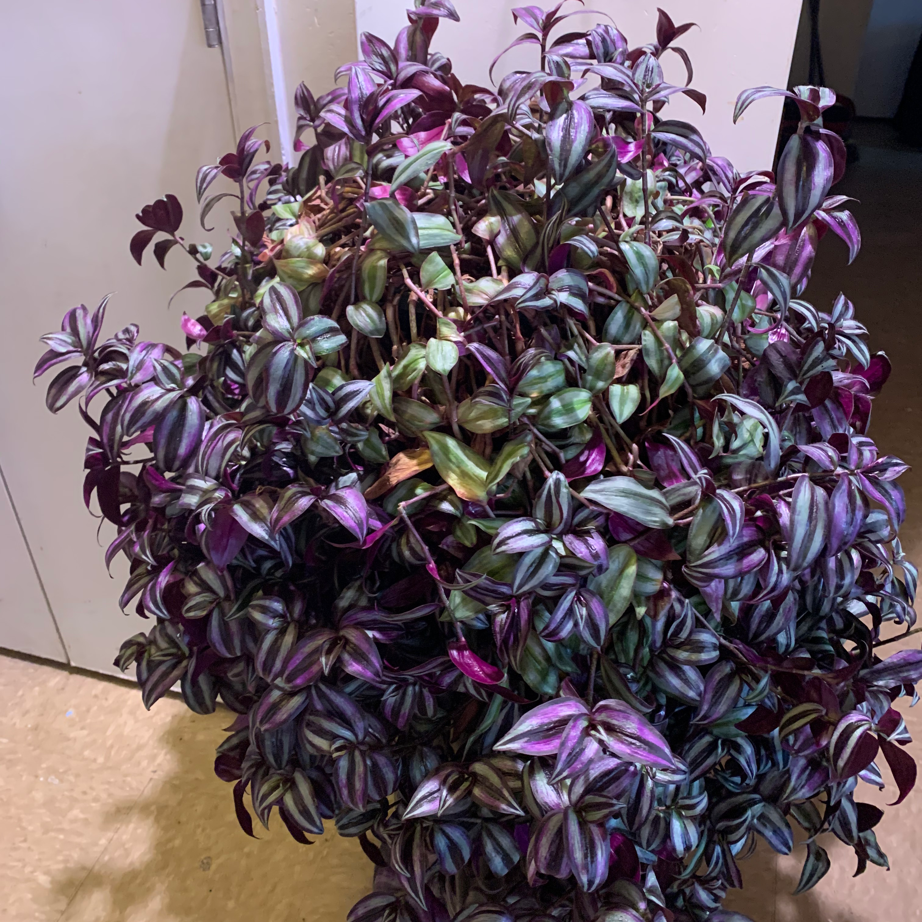 Tradescantia Zebrina plant photo by @GardeningDiva named Wonder Woman on Greg, the plant care app.
