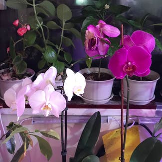 Phalaenopsis Orchid plant in New York, New York