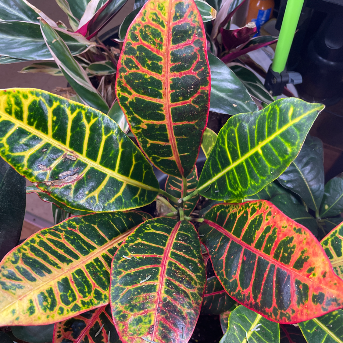 Photo of the plant species Croton 'Petra' by @GardeningDiva named Croton on Greg, the plant care app
