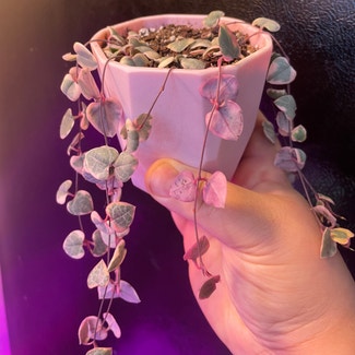String of Hearts plant in New York, New York