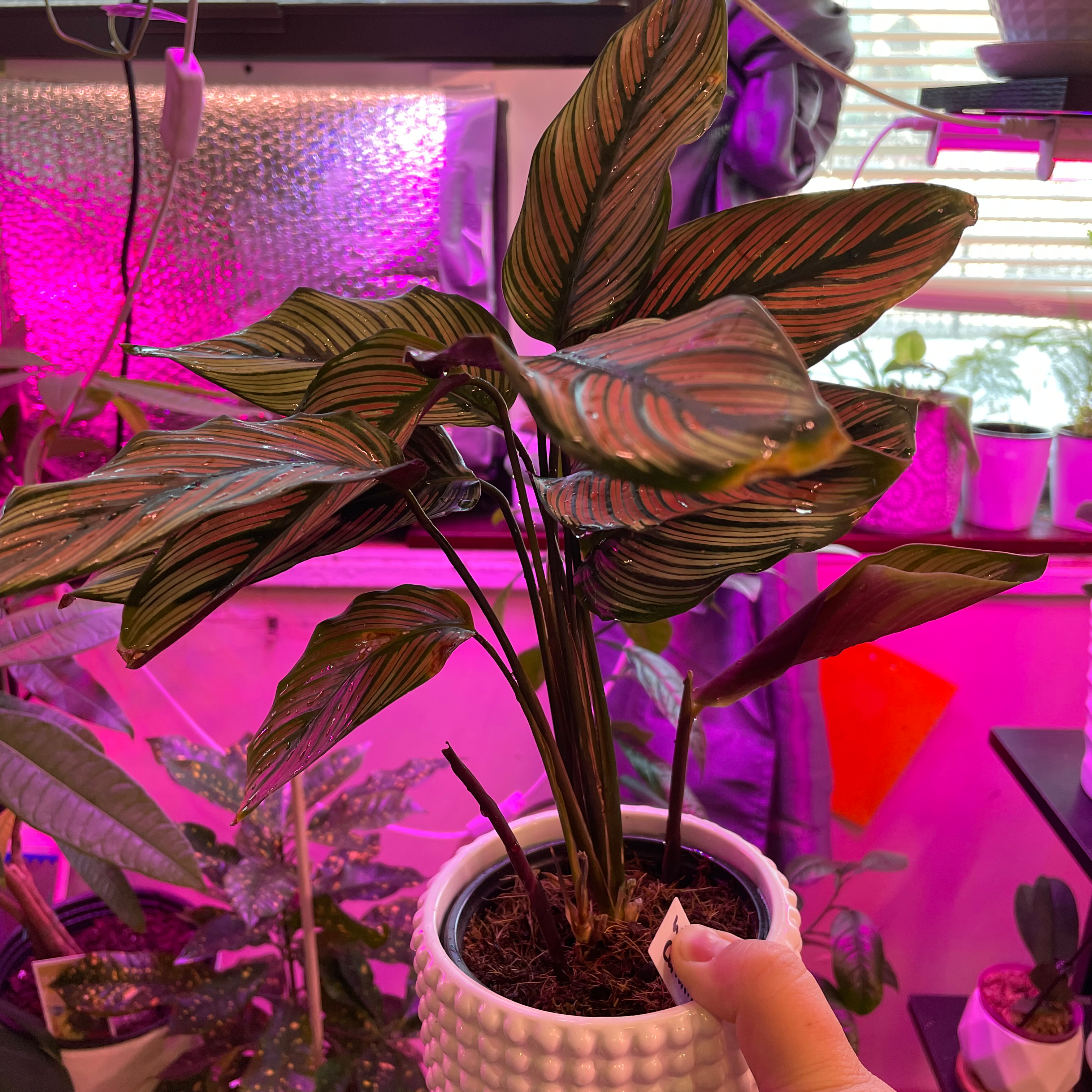 Goeppertia majestica plant in a white pot with vibrant leaves, held by a hand, in an indoor setting.