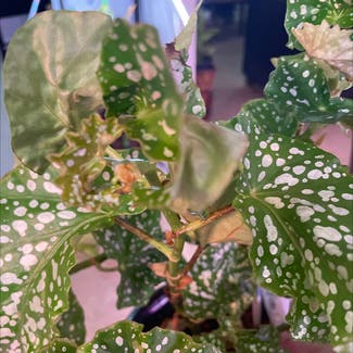 Polka Dot Begonia plant in New York, New York