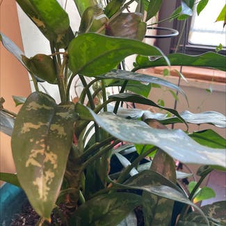 Chinese Evergreen plant in New York, New York