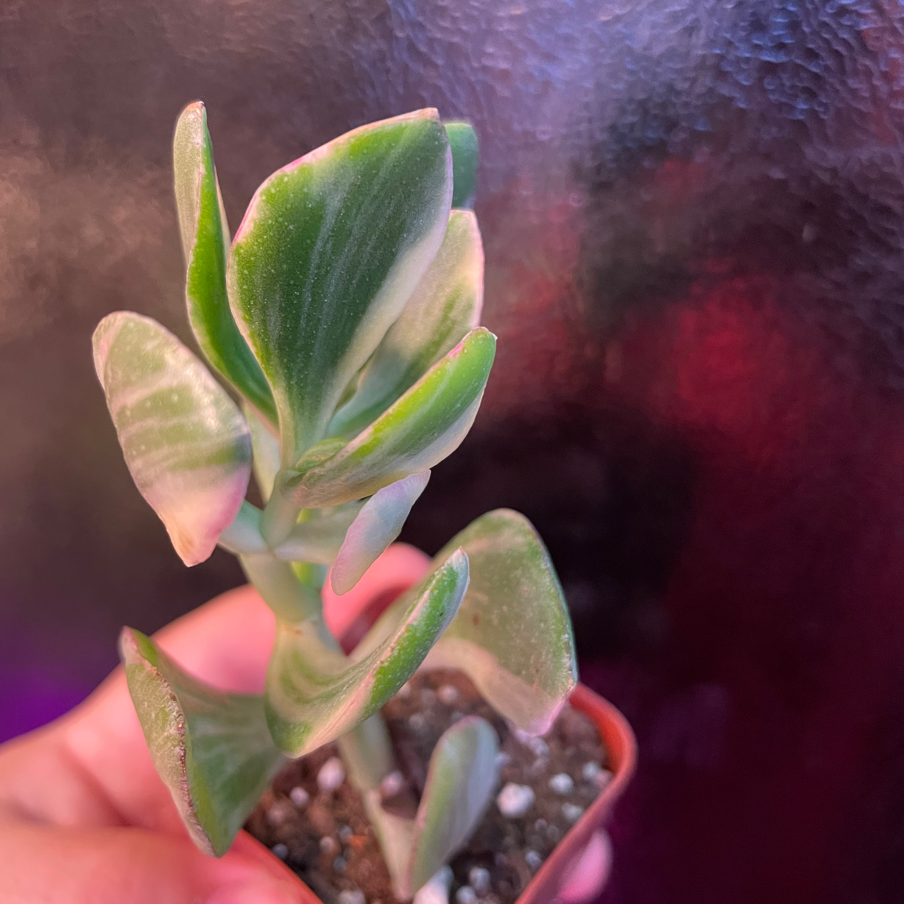 Variegated Jade plant in a small pot, held by a hand.