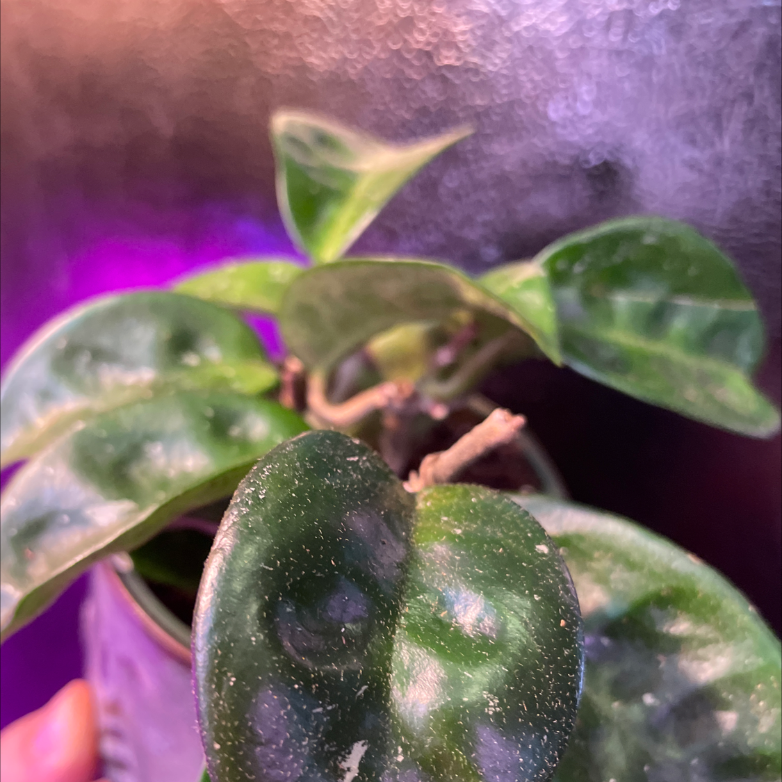 Waxplant plant photo by @GardeningDiva named Hoya carnosa on Greg, the plant care app.