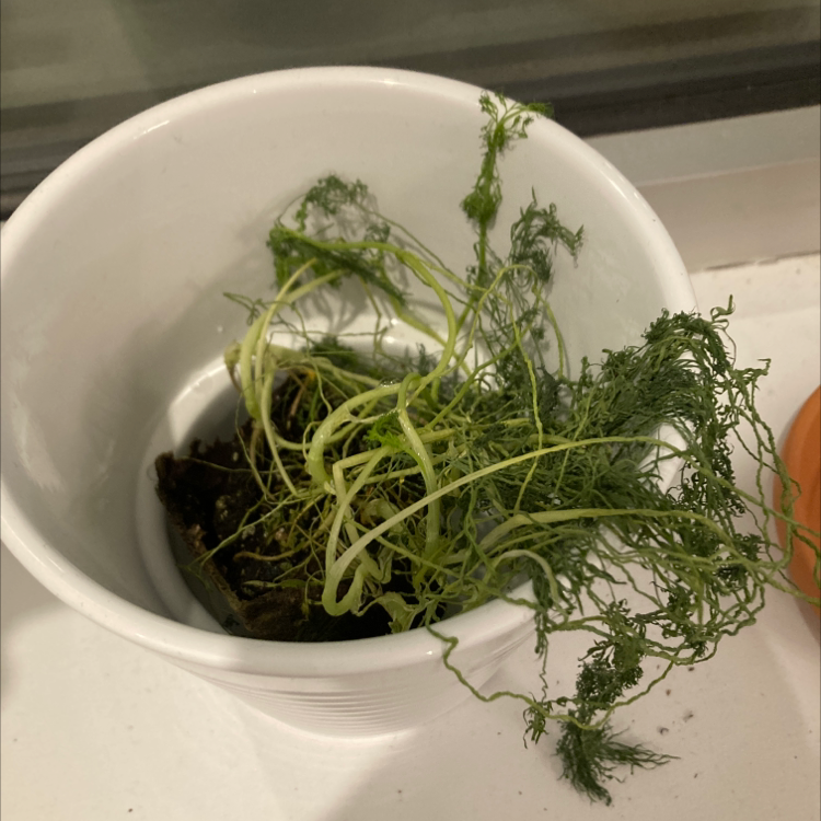 A wilting dill plant in a white pot with visible soil and some yellowing and browning leaves.