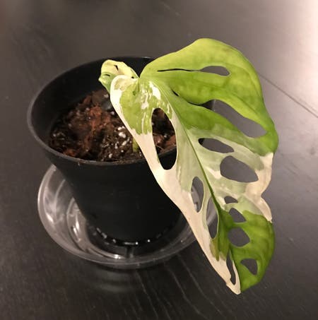 Photo of the plant species Monstera Adansonii Variegata by Othello named Robert Plant on Greg, the plant care app