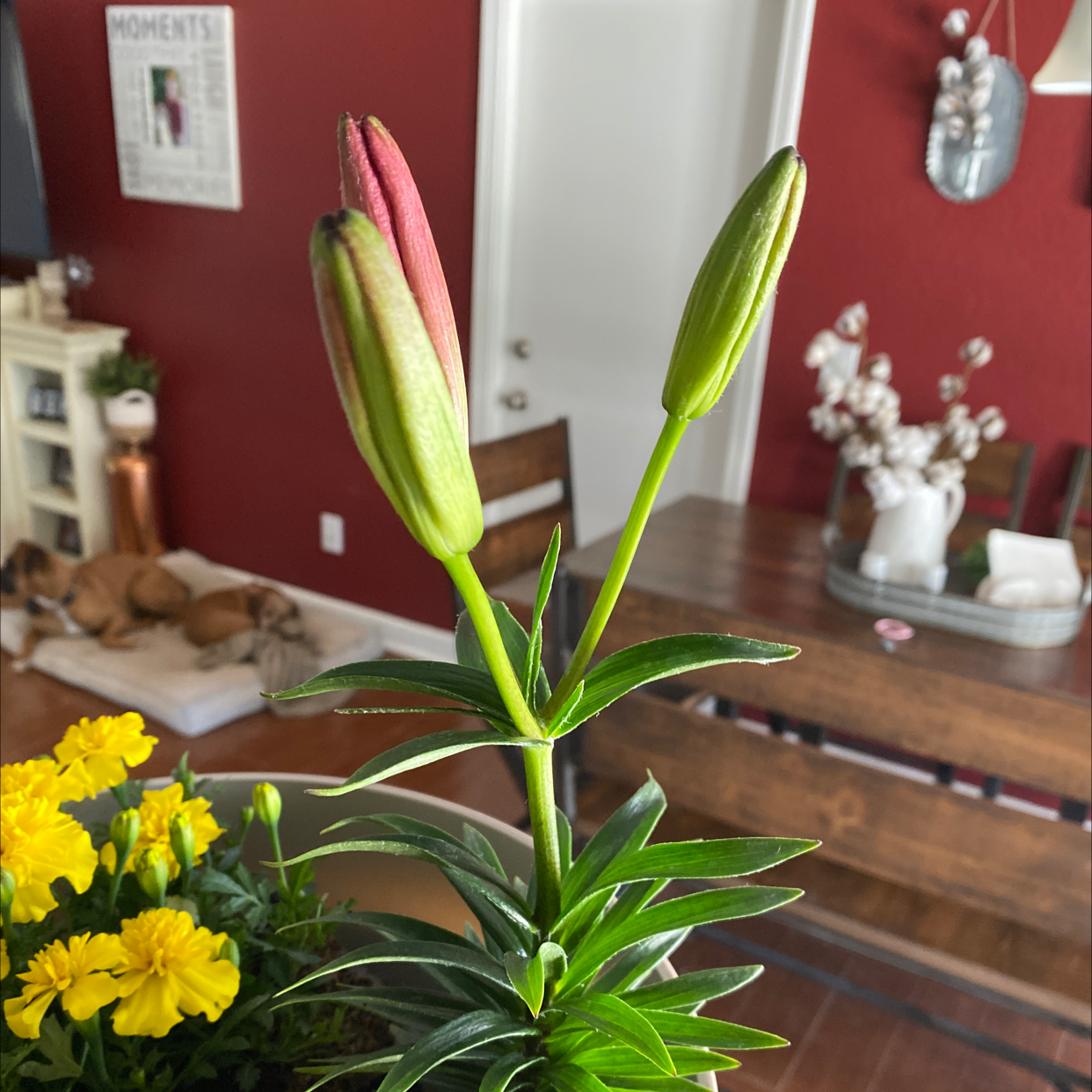 Orange Lily plant with two buds, healthy green leaves, and a home interior background.