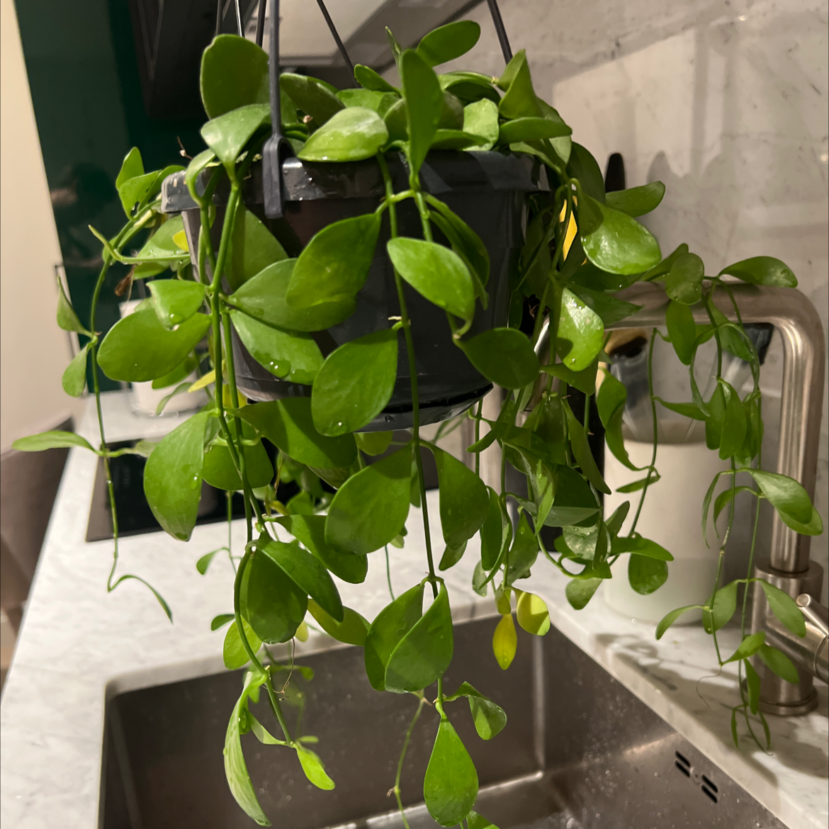 Hanging Dischidia imbricata plant with healthy green leaves above a sink.
