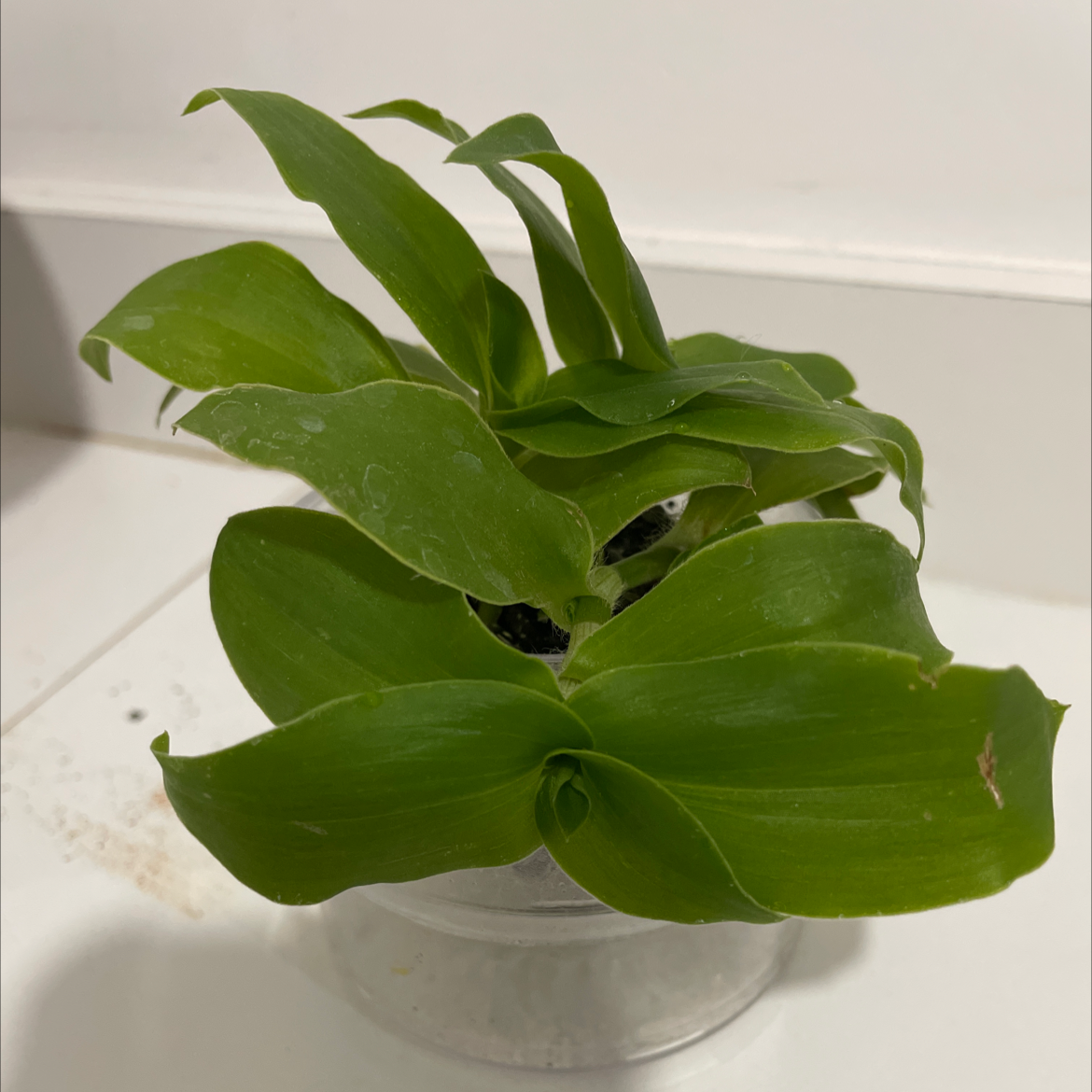 Tradescantia 'Green Hill' plant in a small pot with healthy green leaves and a minor brown spot.