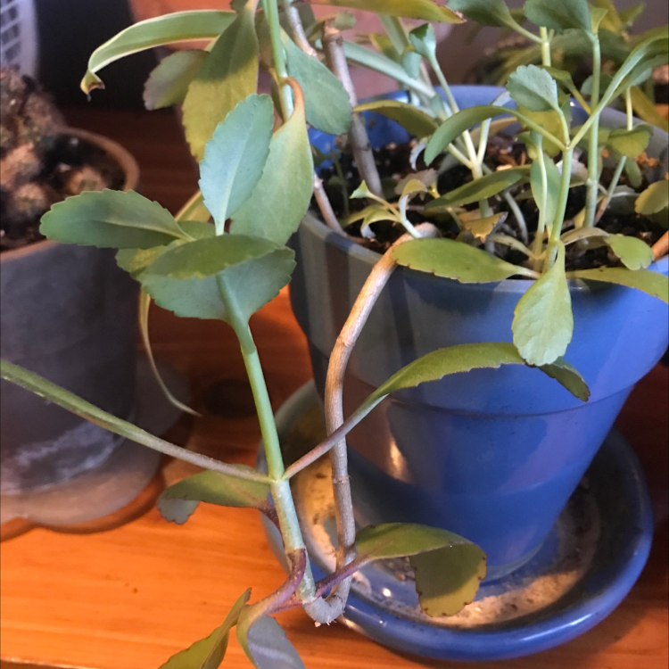 Healthy, lush Cathedral Bells plant with scalloped green leaves growing in a blue ceramic pot, soil visible.