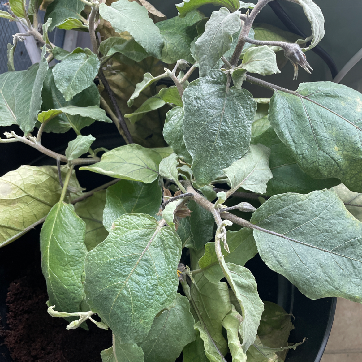 Why Are There Black Spots on My Eggplant Leaves? 🍆