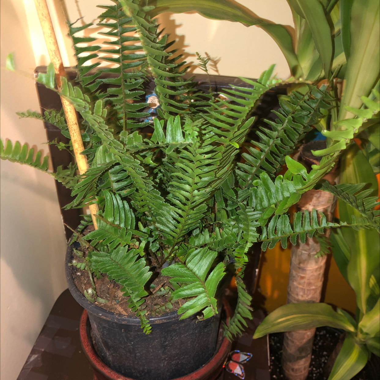 Kimberly Queen Fern in a pot with vibrant green fronds, soil visible.
