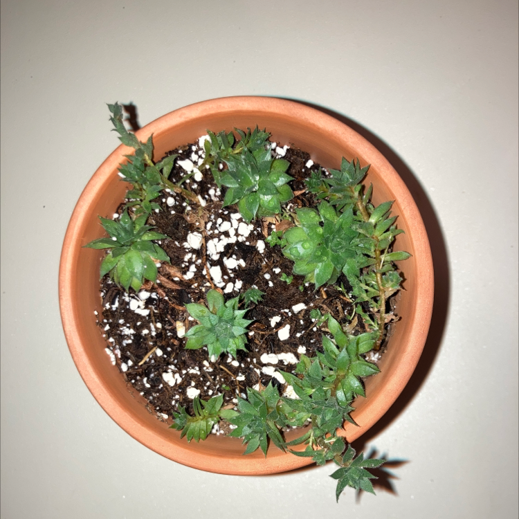 Photo of the plant species 'Kalinda' Hen and chicks by @YesBlacksage named Your plant on Greg, the plant care app
