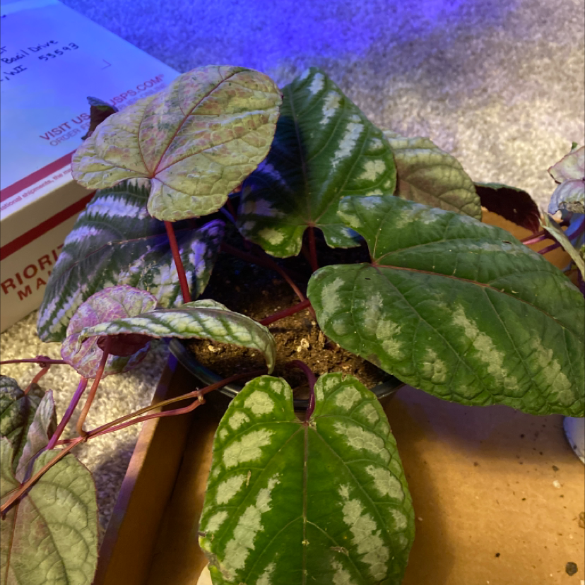 Rex Begonia Vine with patterned leaves and visible soil, showing some browning.