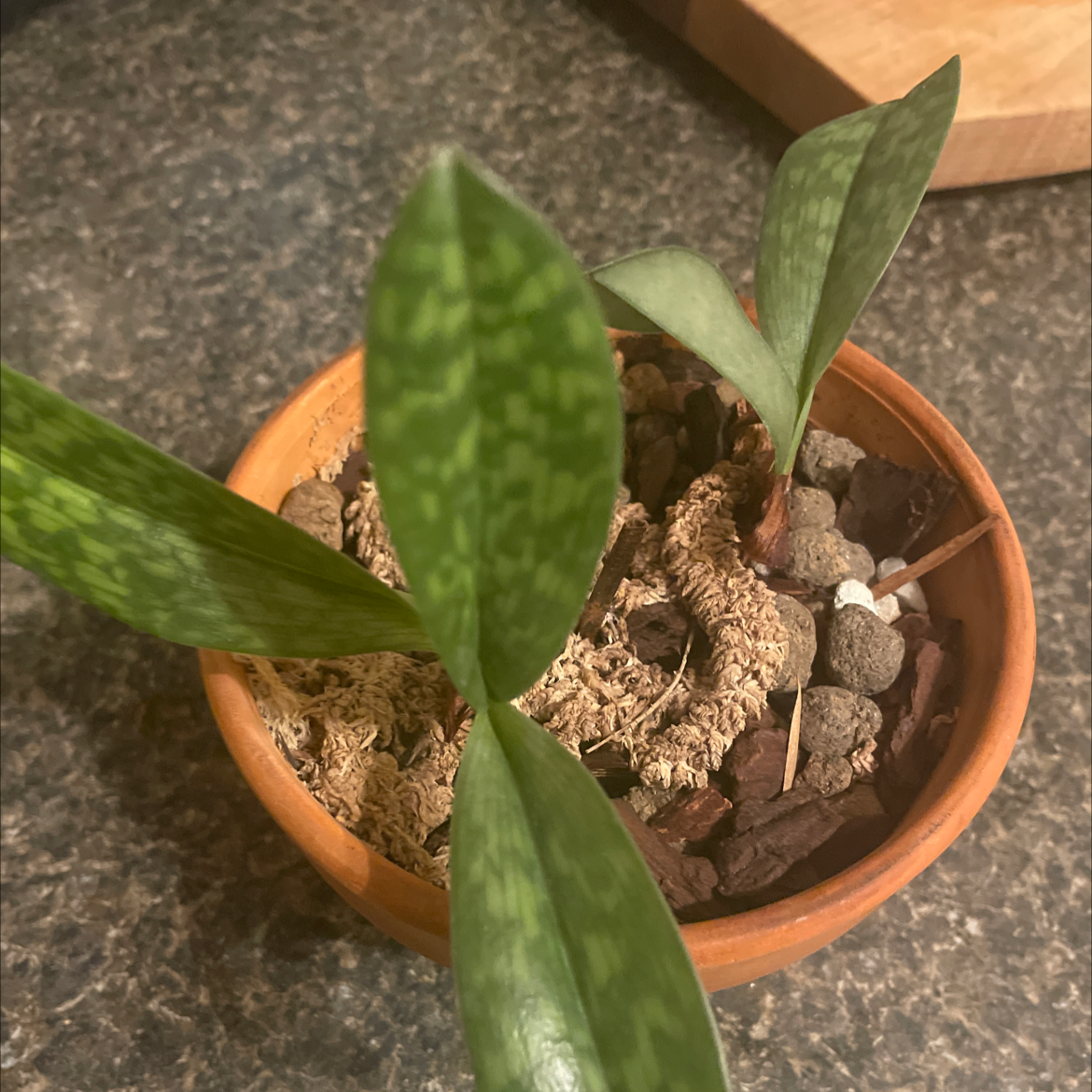 Photo of the plant species Ruby Slipper Orchid by @InspiredBaibua named Lady Slipper on Greg, the plant care app