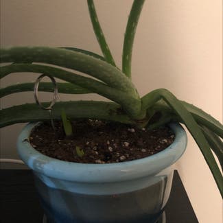 Aloe vera plant in Phoenix, Arizona