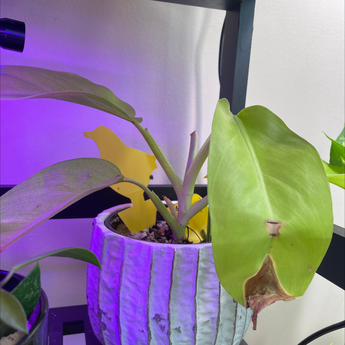 Golden Goddess Philodendron with yellowing and browning leaves in a pot.