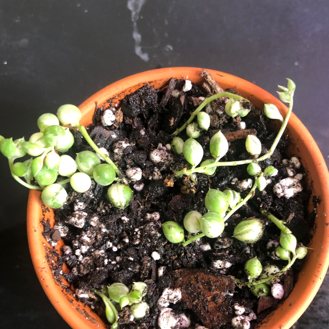 Variegated String of Pearls plant in a small pot with visible soil.
