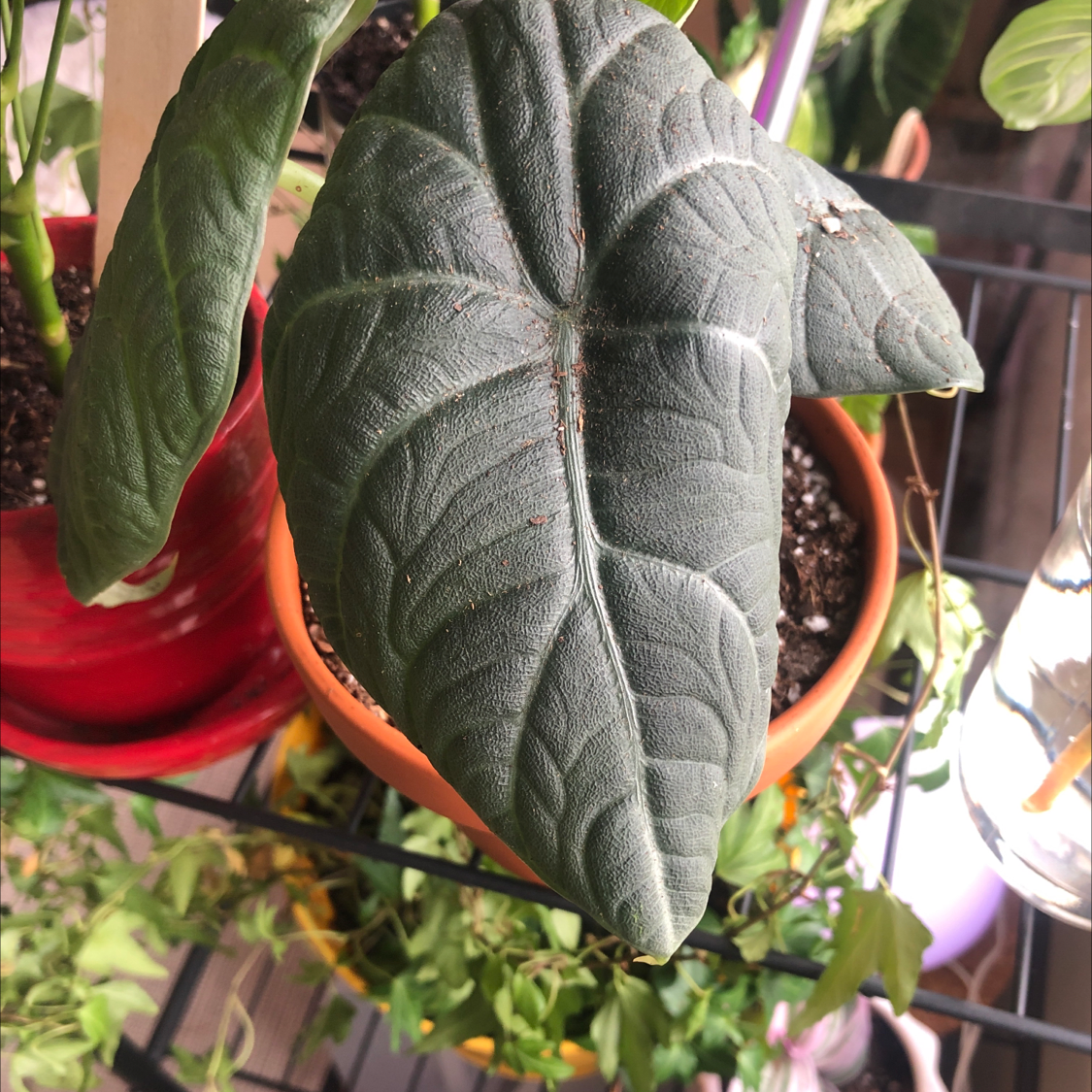 Photo of the plant species Alocasia 'Maharani' by @Kenza named Tolkien (fed 7/7) on Greg, the plant care app
