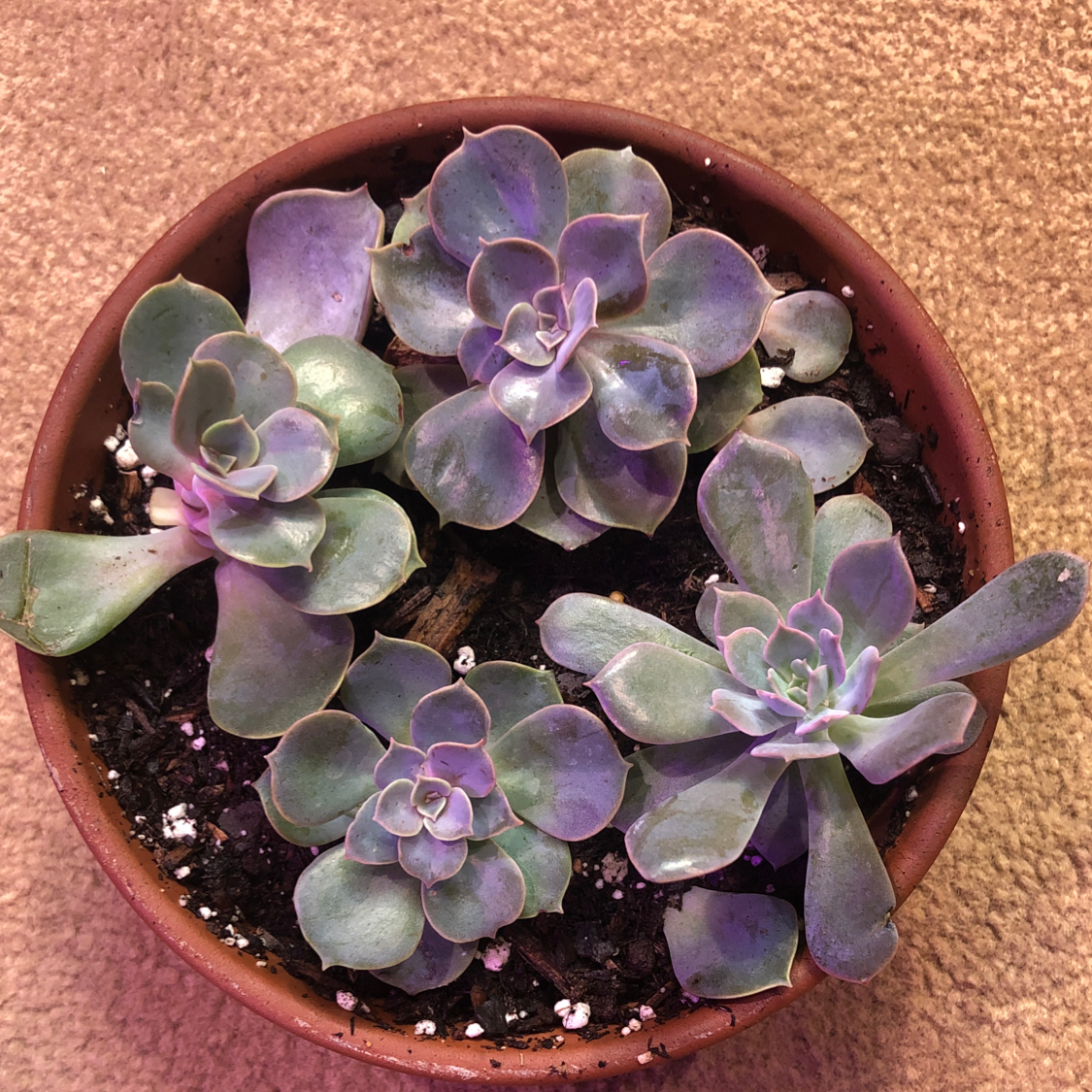 Potted Echeveria 'Perle von Nurnberg' with multiple healthy rosettes and visible soil.