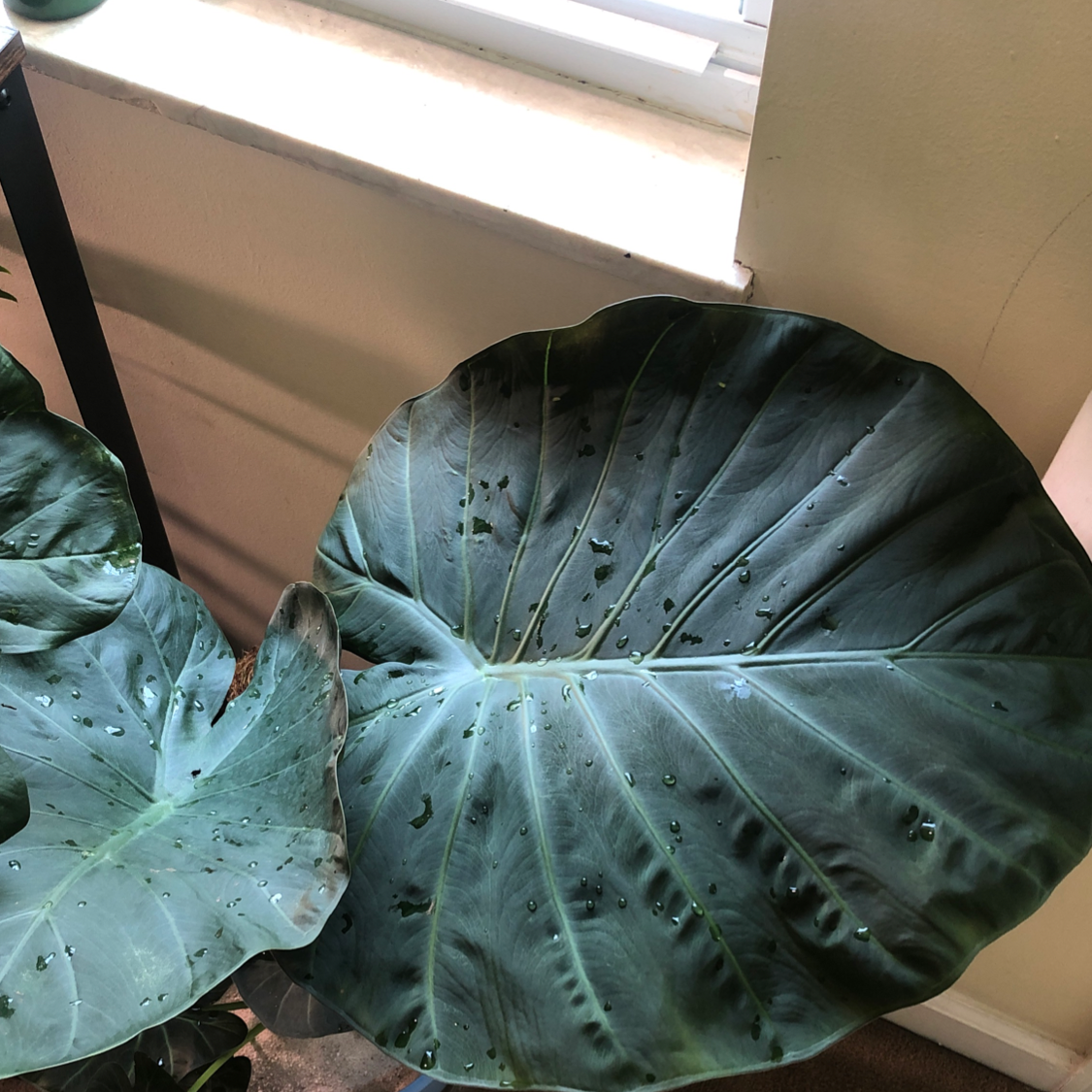 Photo of the plant species Alocasia 'Regal Shields' by @Kenza named King (fed 8/28) on Greg, the plant care app