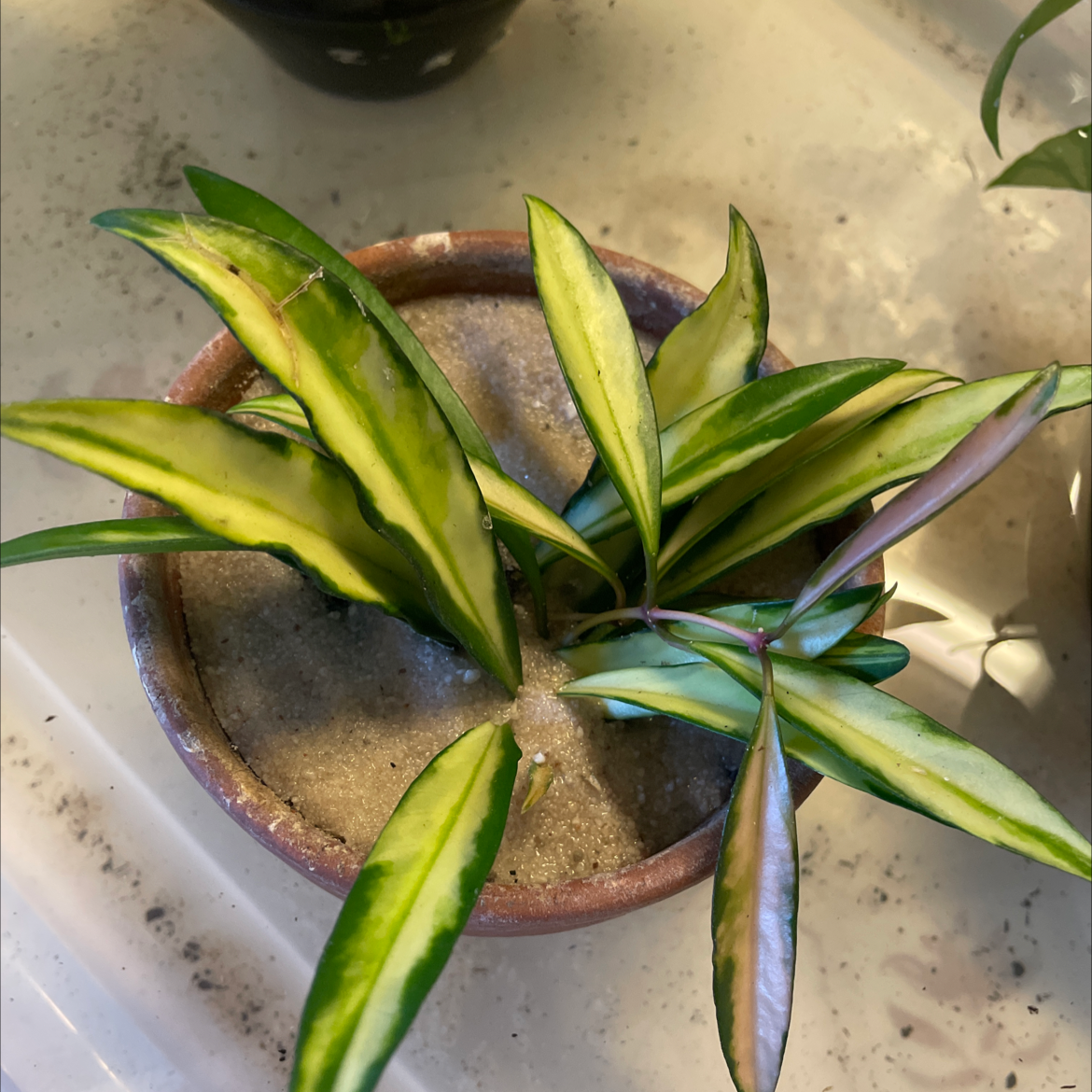 Variegated Hoya kentiana plant in a pot with variegated green and yellow leaves.